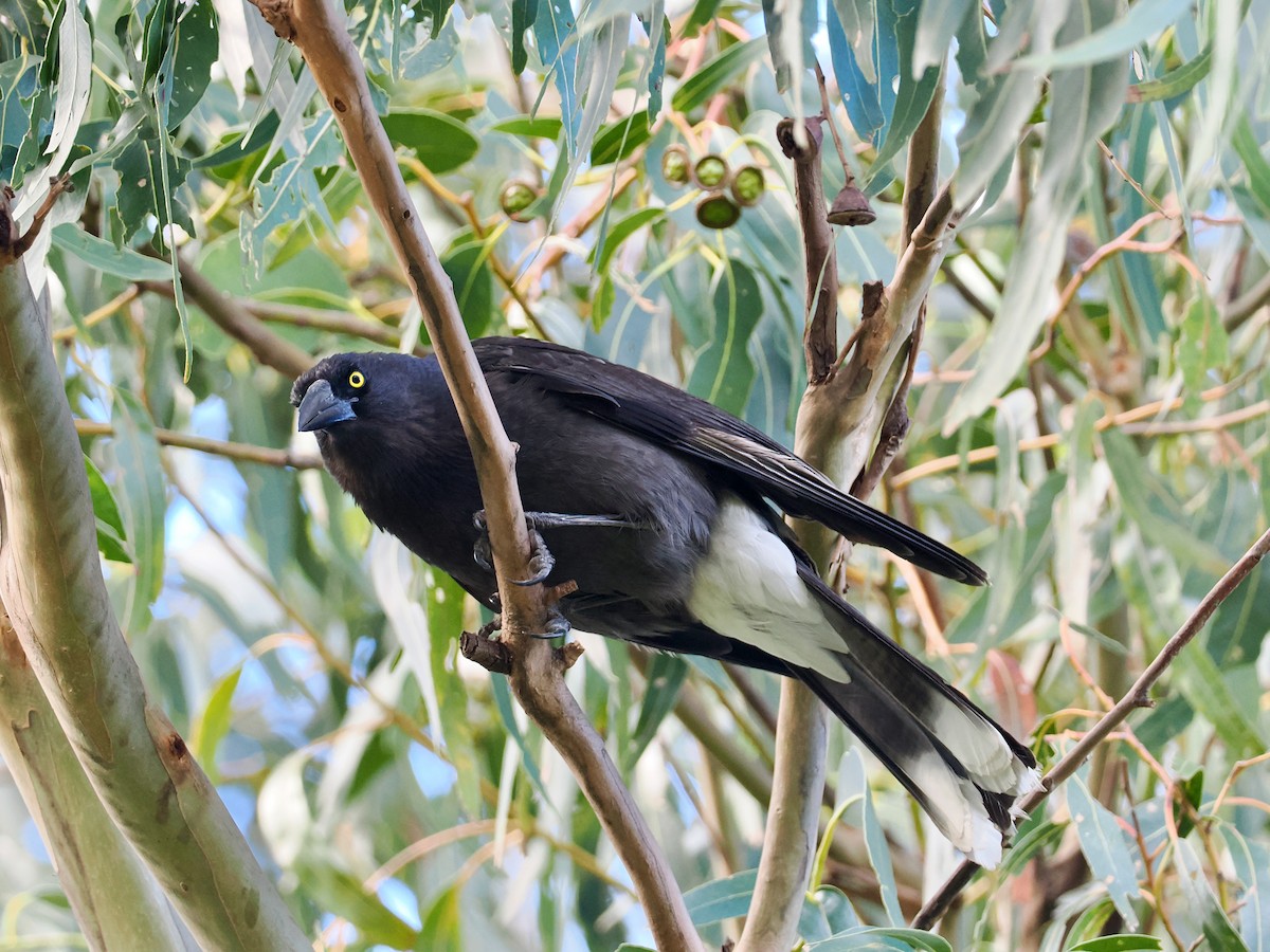 Gray Currawong (Clinking) - ML647633704
