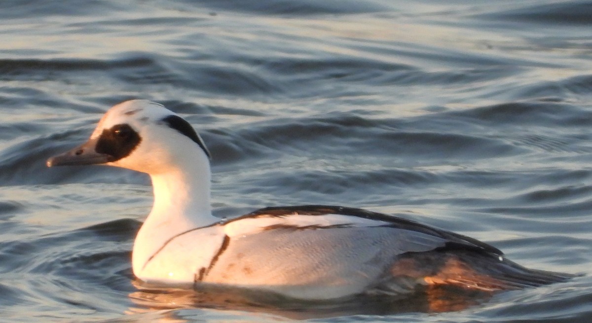 מרגון גמדי - ML647633706