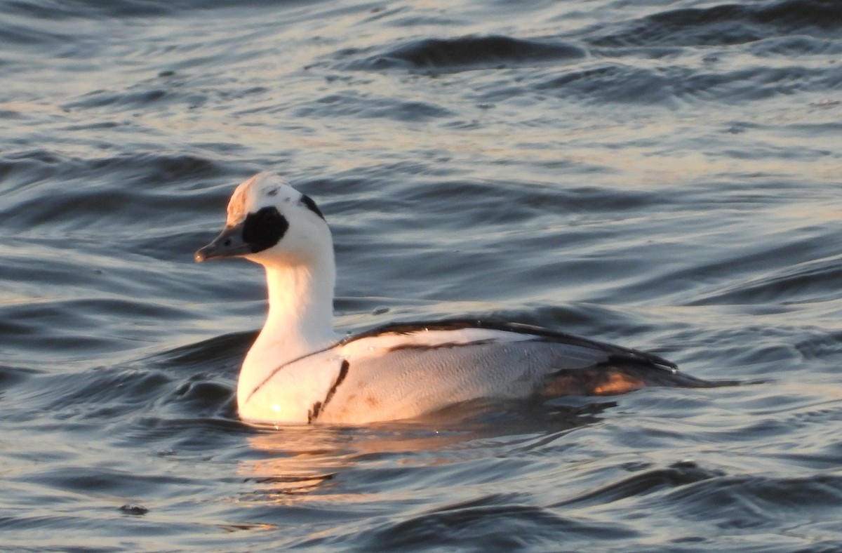 מרגון גמדי - ML647633707