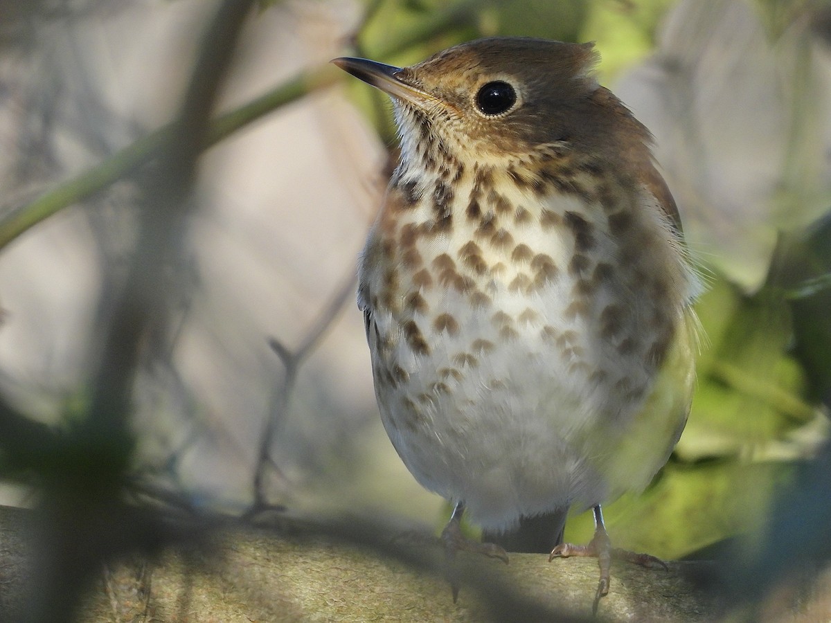 Hermit Thrush - ML647633748