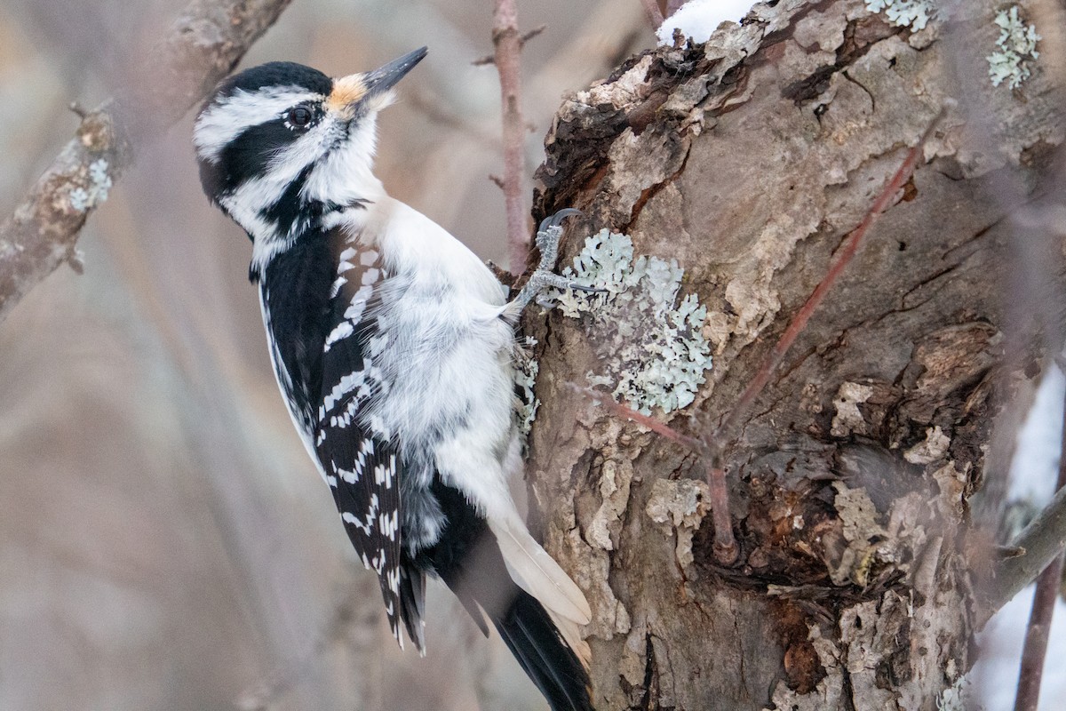 Hairy Woodpecker - ML647633749