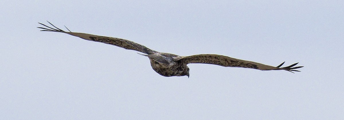 Red-tailed Hawk - ML647633750