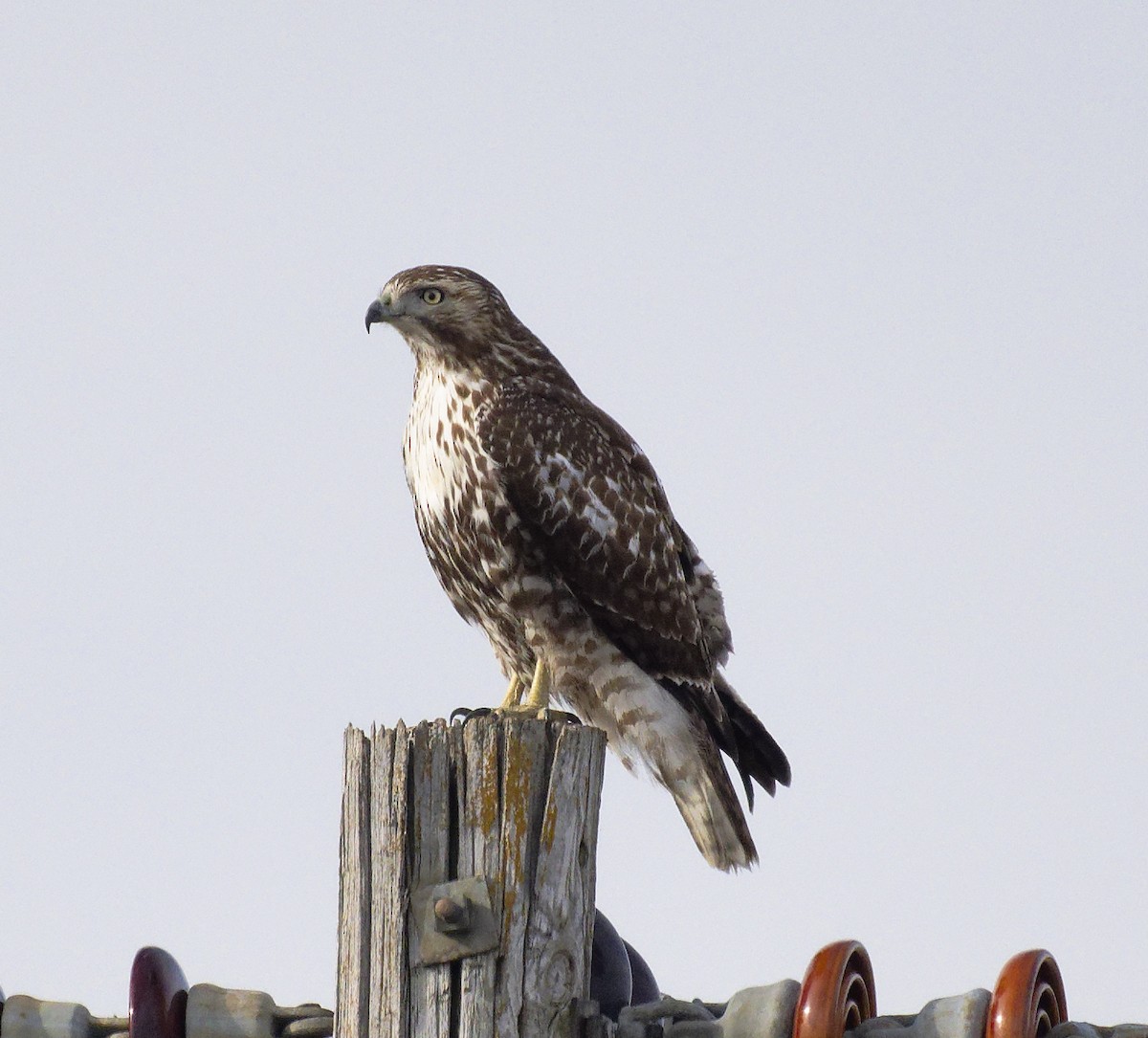 Red-tailed Hawk - ML647633751