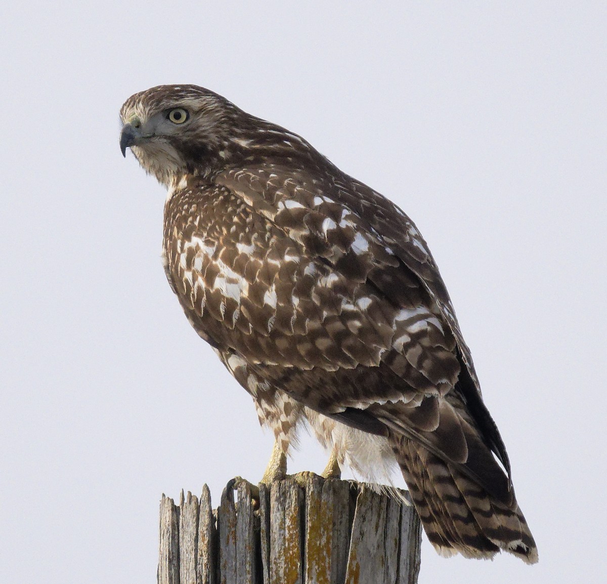 Red-tailed Hawk - ML647633752