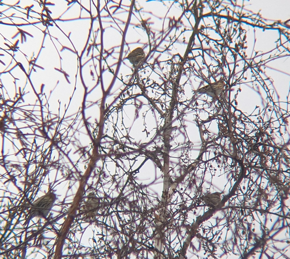 Pine Siskin - ML647633753