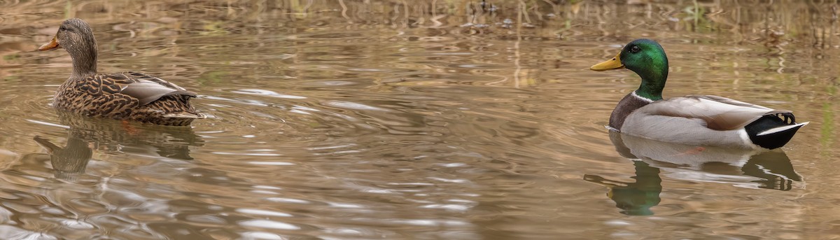 Mallard - ML647633756