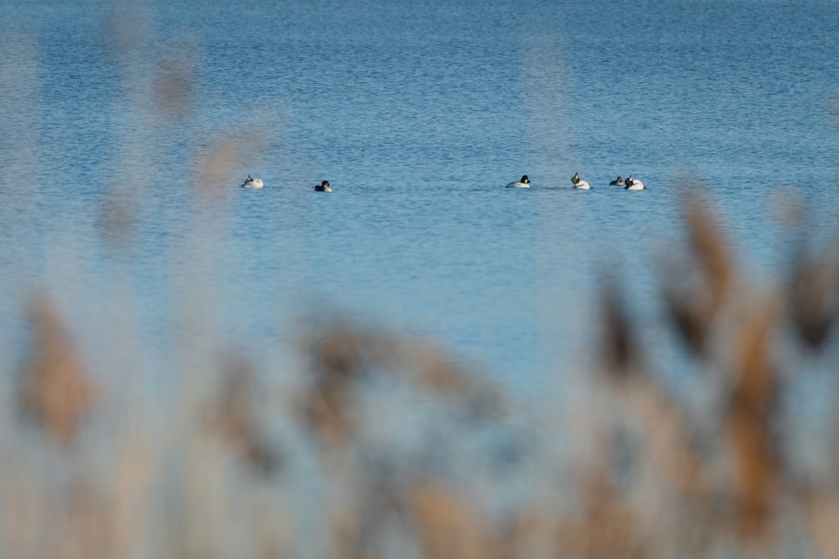 Common Goldeneye - ML647633757