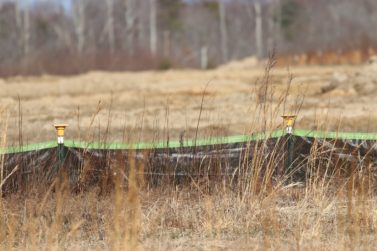 Savannah Sparrow - ML647633759