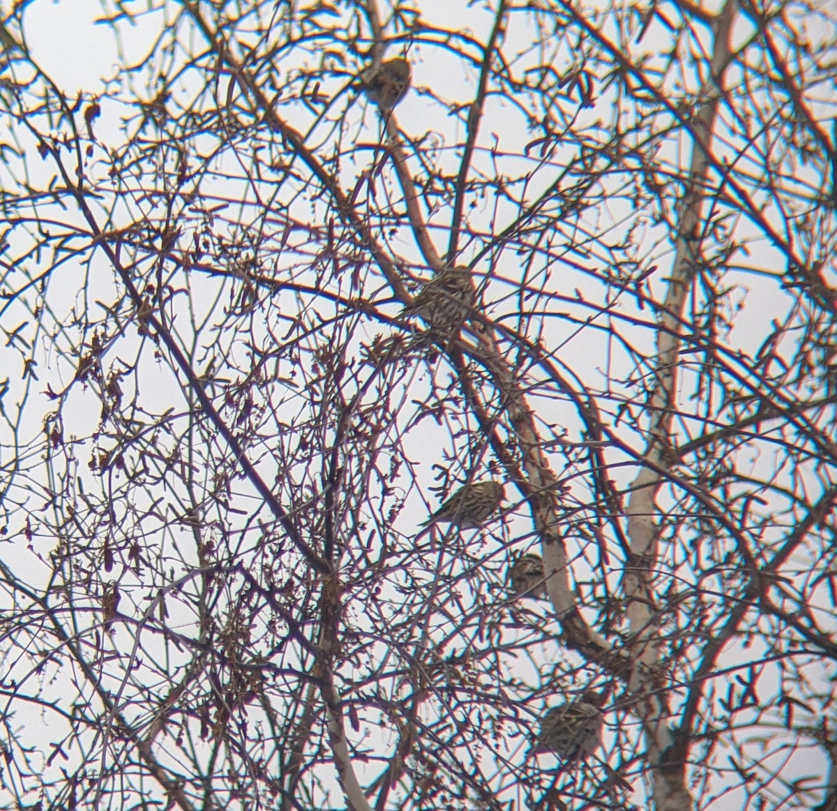 Pine Siskin - ML647633760