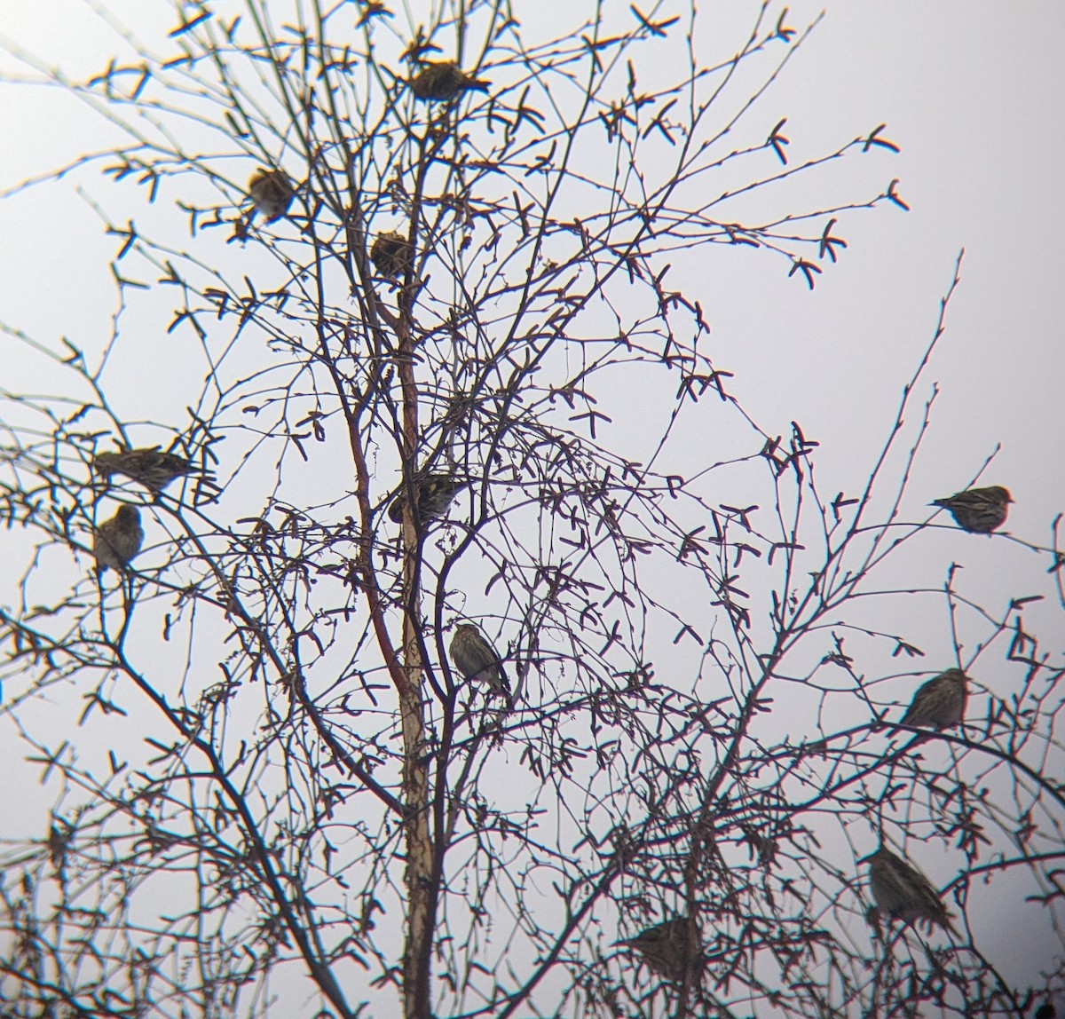 Pine Siskin - ML647633778