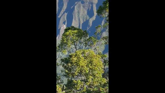 White-tailed Tropicbird - ML647633817