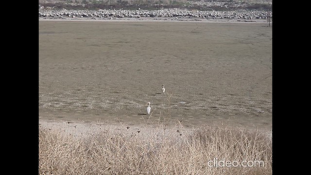 Great White Pelican - ML647633832
