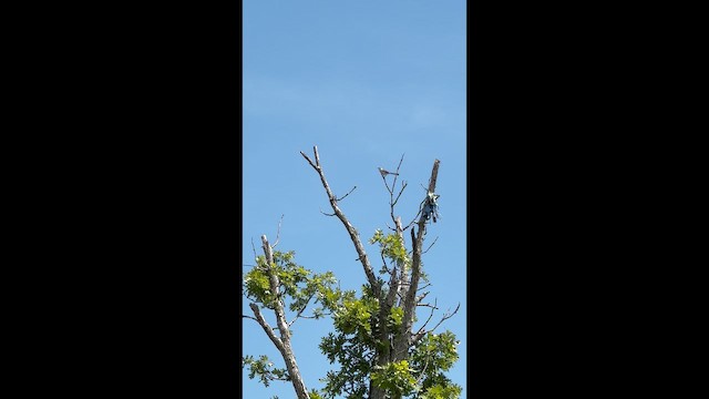 Northern Mockingbird - ML647633834