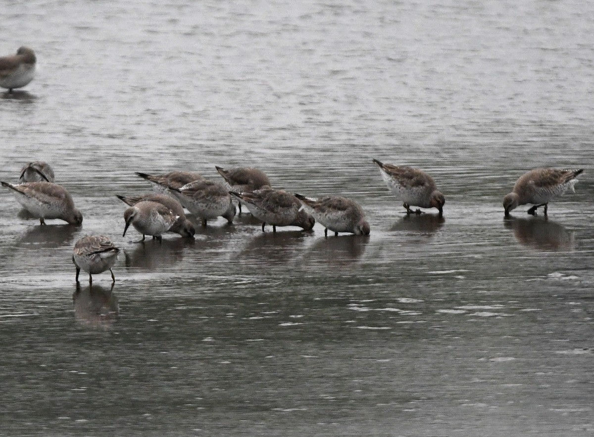 jespák rezavý - ML647633865