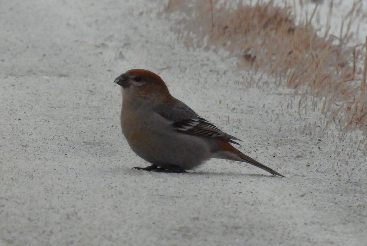 Pinu-gailupa - ML647633950