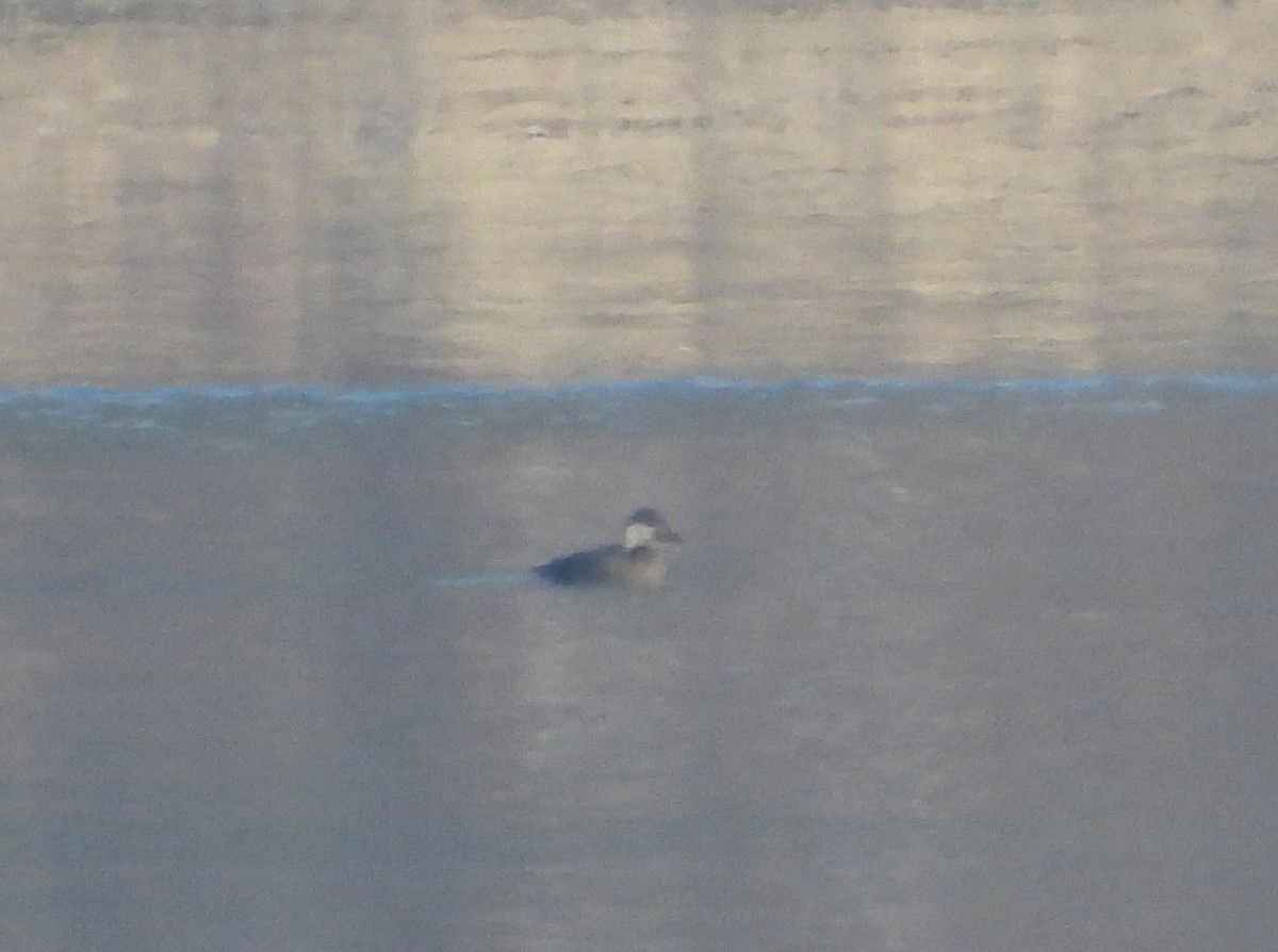 turpan černý - ML647633953