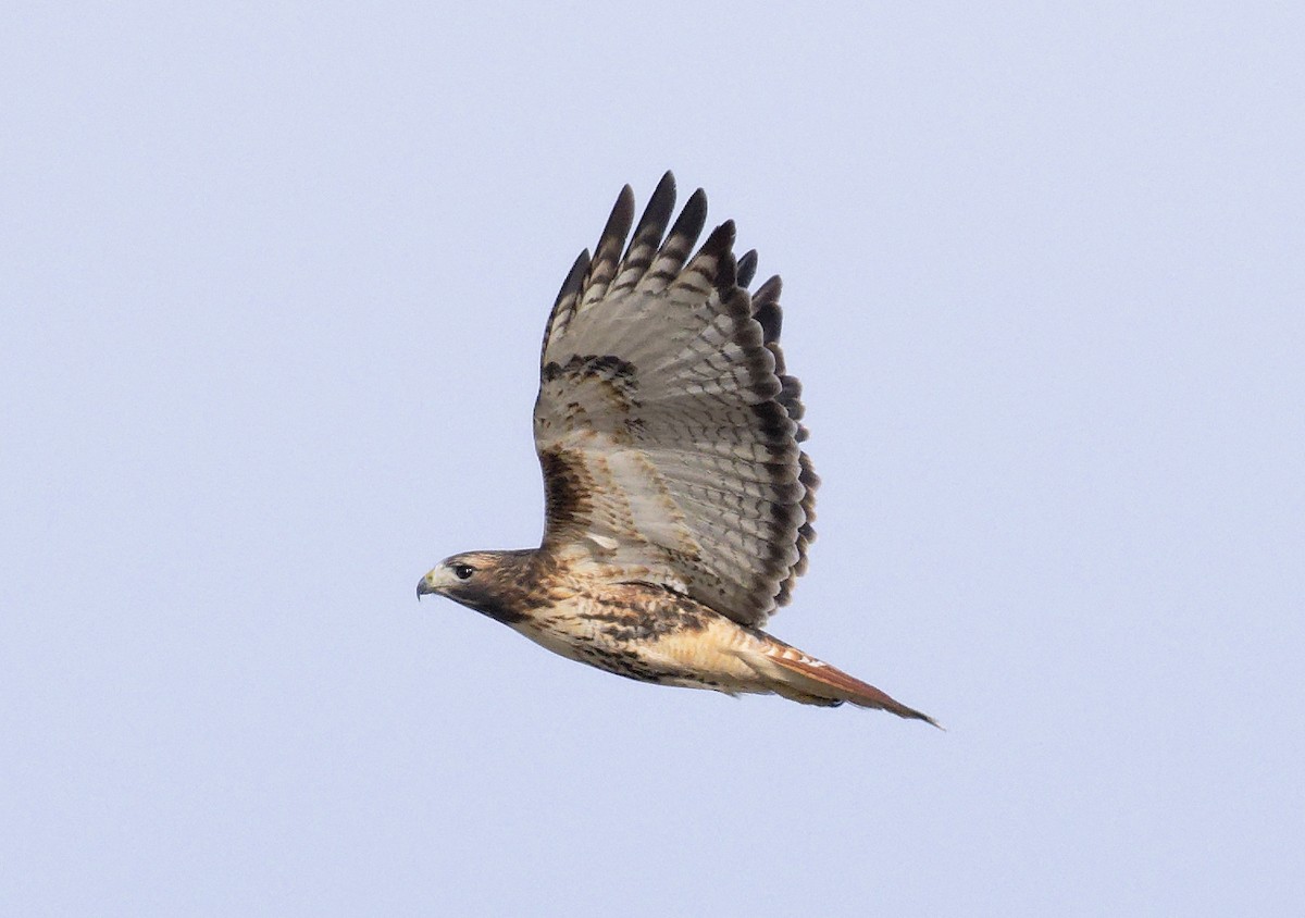 Red-tailed Hawk (abieticola) - ML647633957