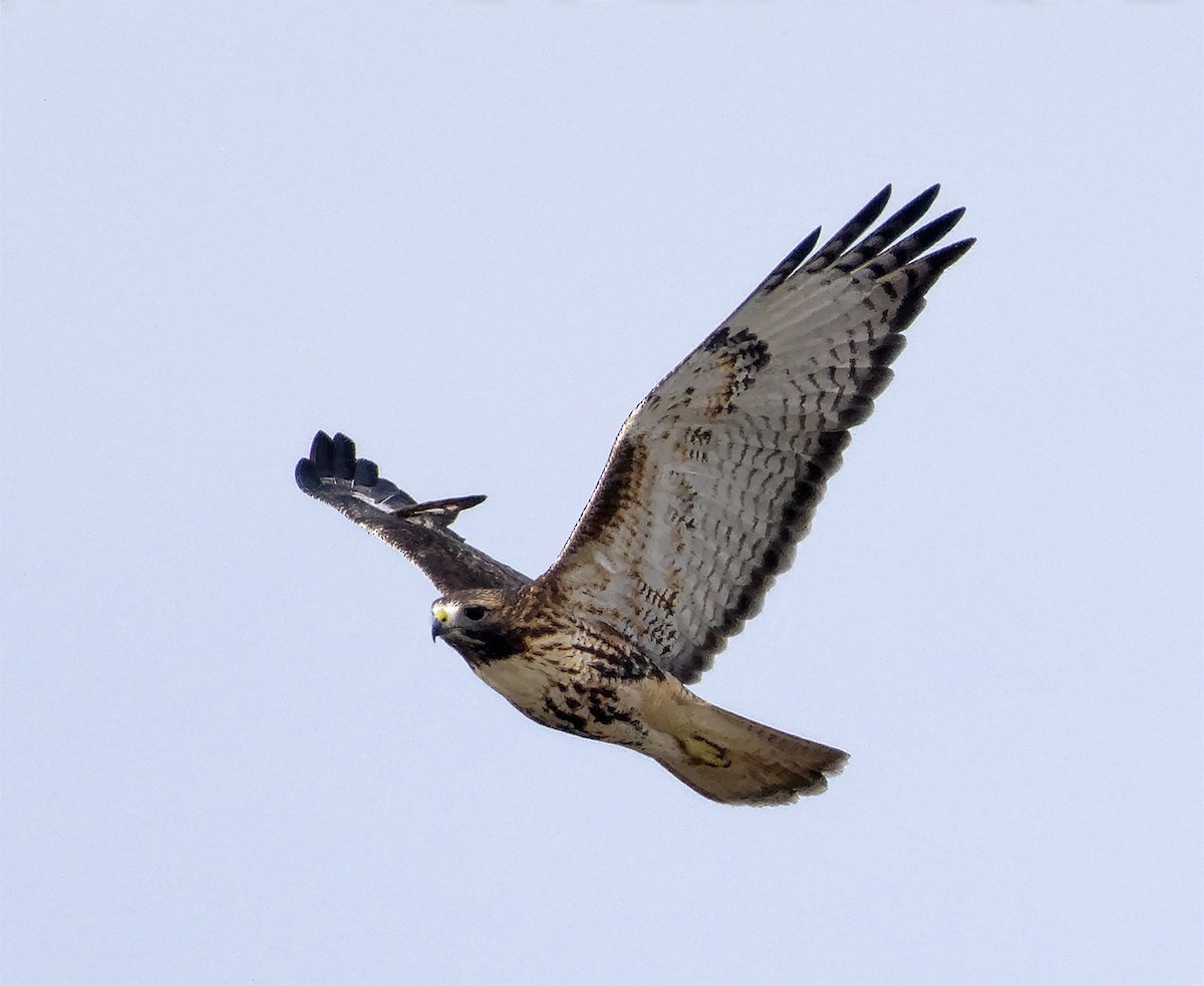 Red-tailed Hawk (abieticola) - ML647633959