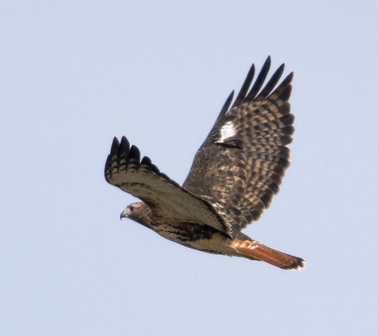 Red-tailed Hawk (abieticola) - ML647633960