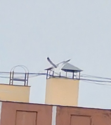 Great Black-backed Gull - ML647633969