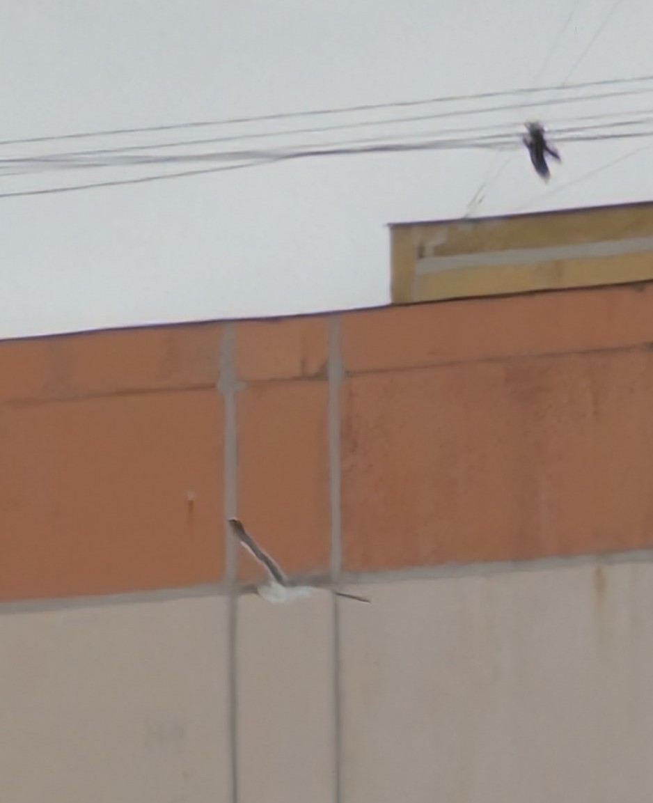 Great Black-backed Gull - ML647633971