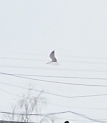 Great Black-backed Gull - ML647633972