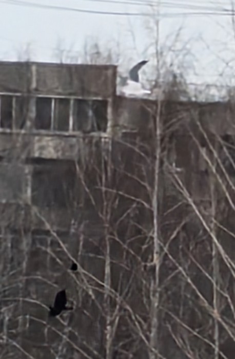 Great Black-backed Gull - ML647633973