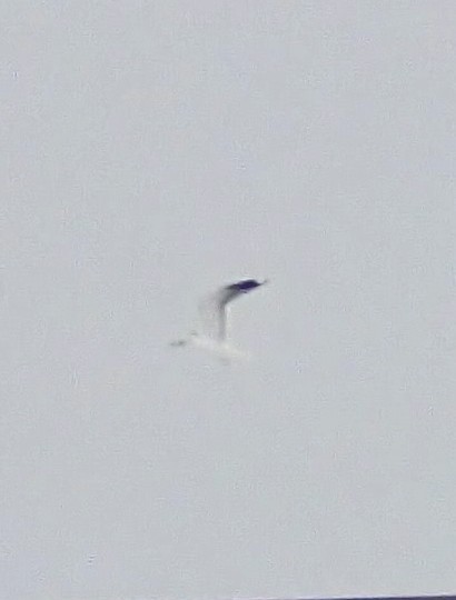 Great Black-backed Gull - ML647633974