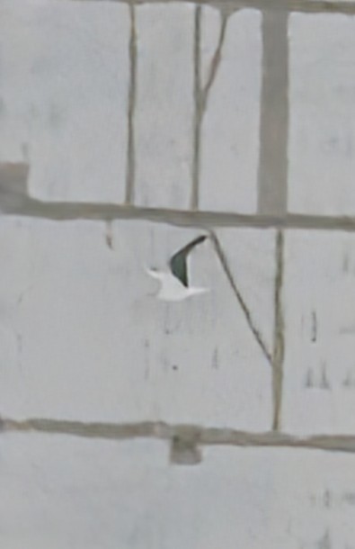 Great Black-backed Gull - ML647633975