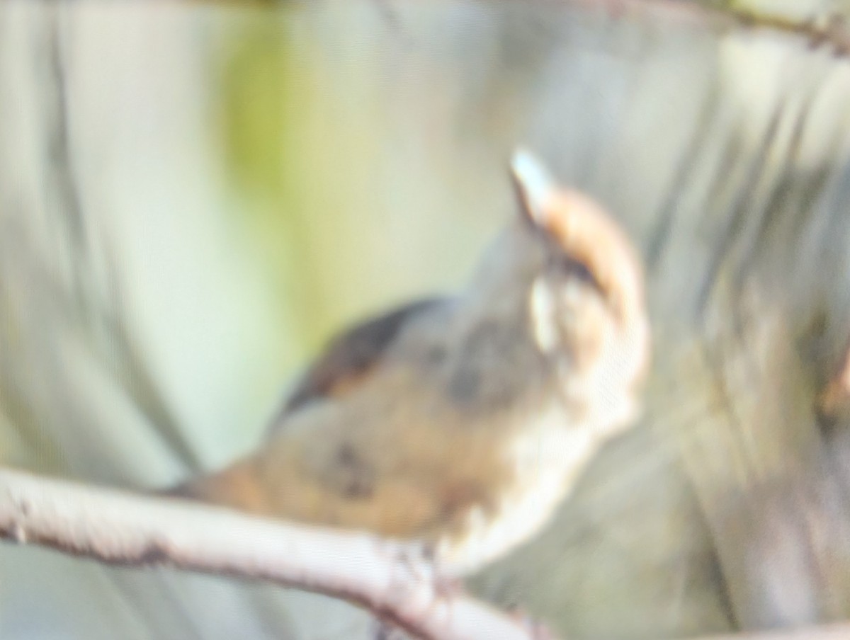 Miro enchanteur - ML647633979