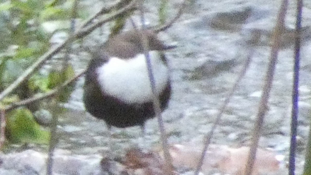 Пронурок біловолий - ML647633999