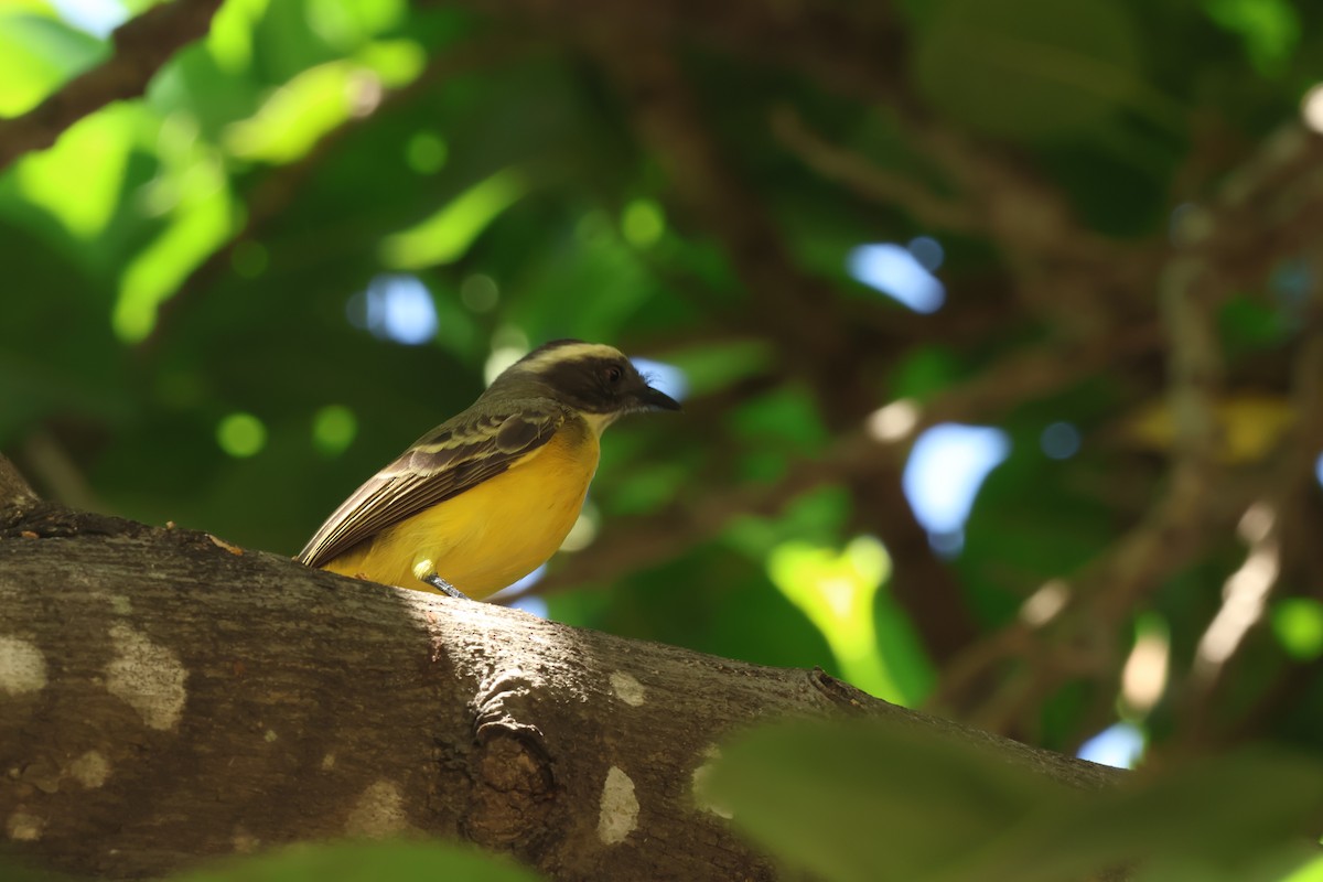 Tyran sociable - ML647634006