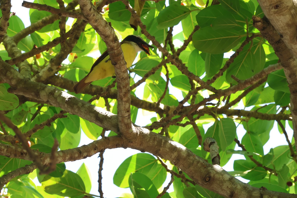 Tyran sociable - ML647634007