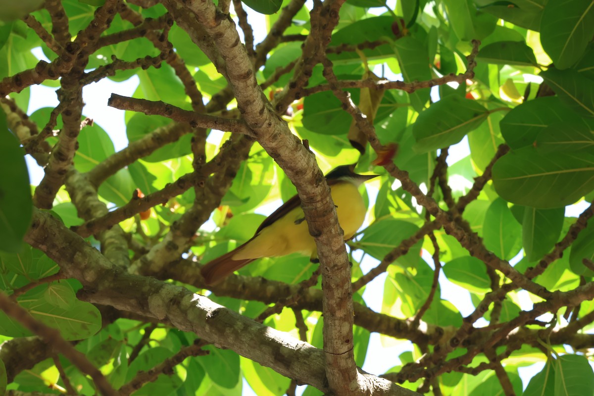 Tyran sociable - ML647634008