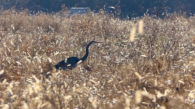 Great Blue Heron - ML647634026