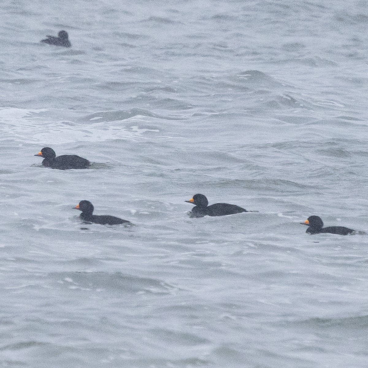 Black Scoter - ML647634062