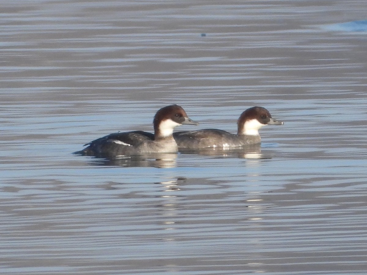 מרגון גמדי - ML647634065