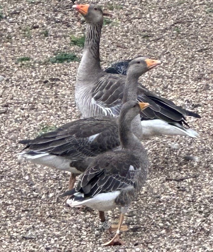 Oie cendrée - ML647634071