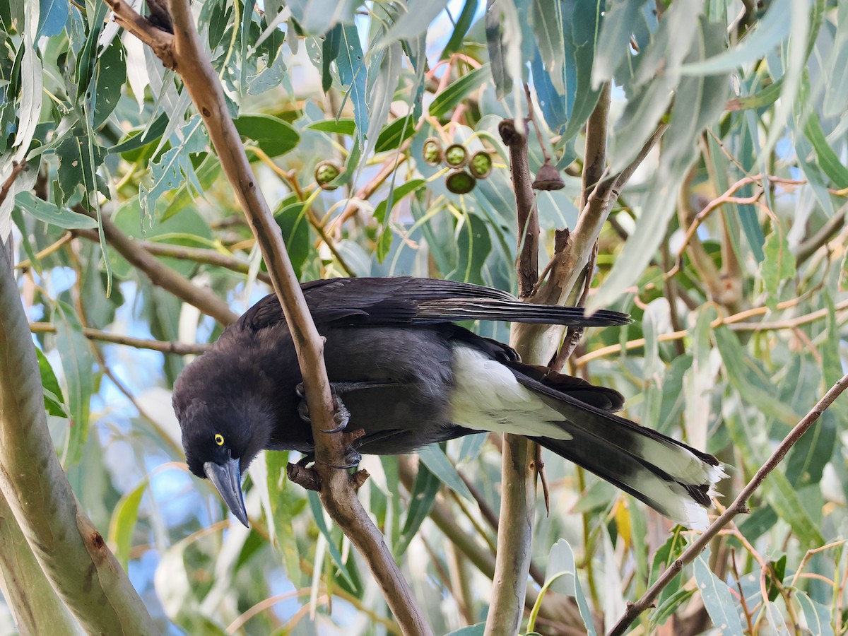 Gray Currawong (Clinking) - ML647634074