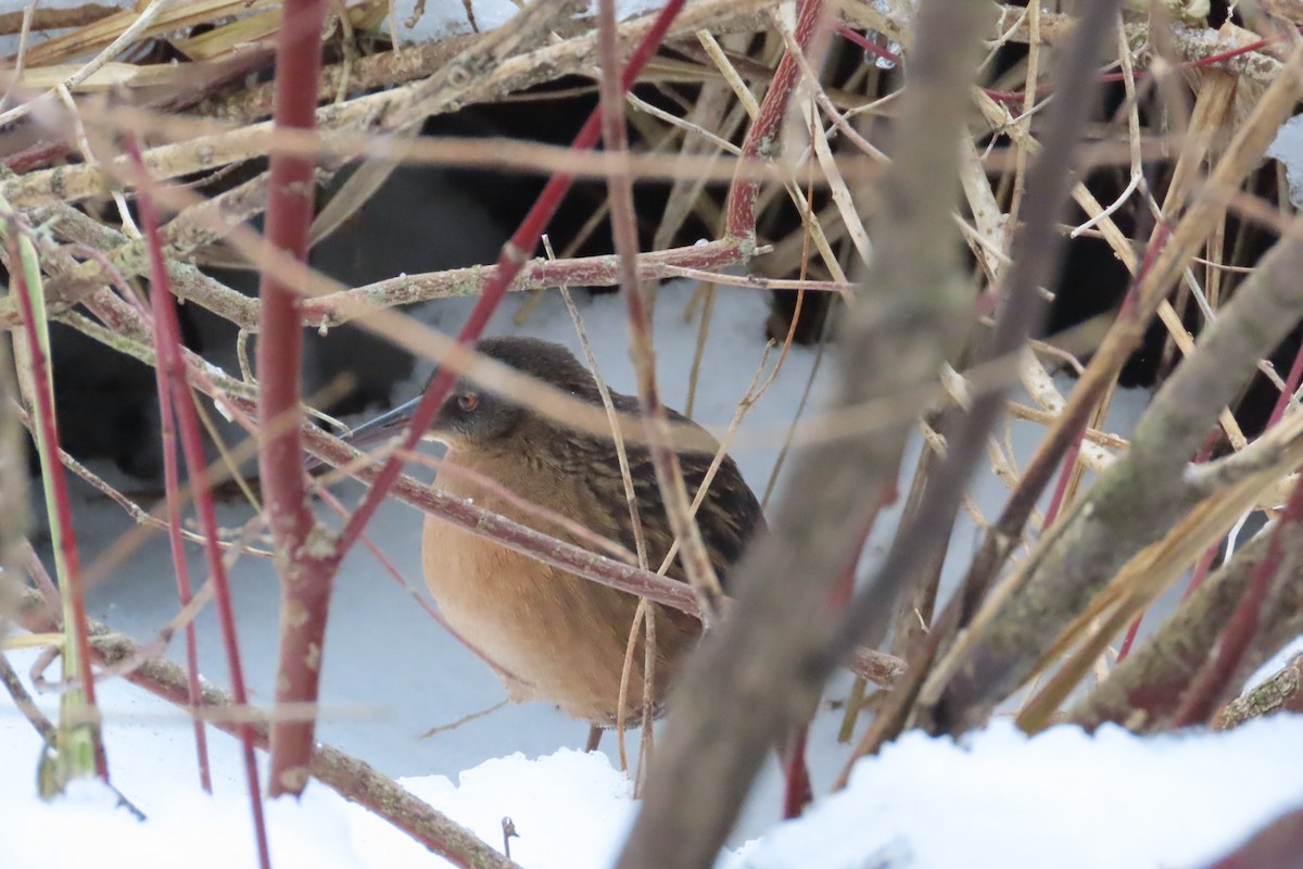 Virginia Rail - ML647634128