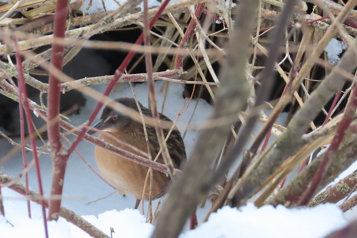 Virginia Rail - ML647634129