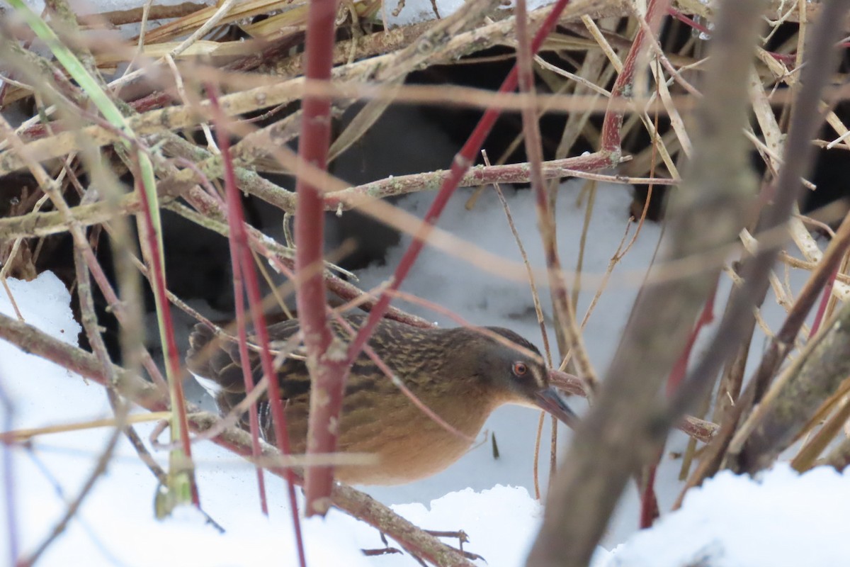 Virginia Rail - ML647634130
