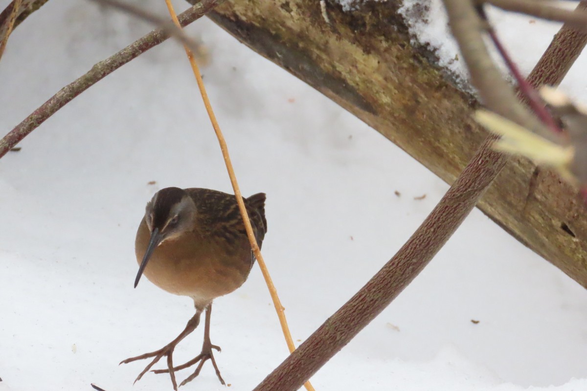Virginia Rail - ML647634131