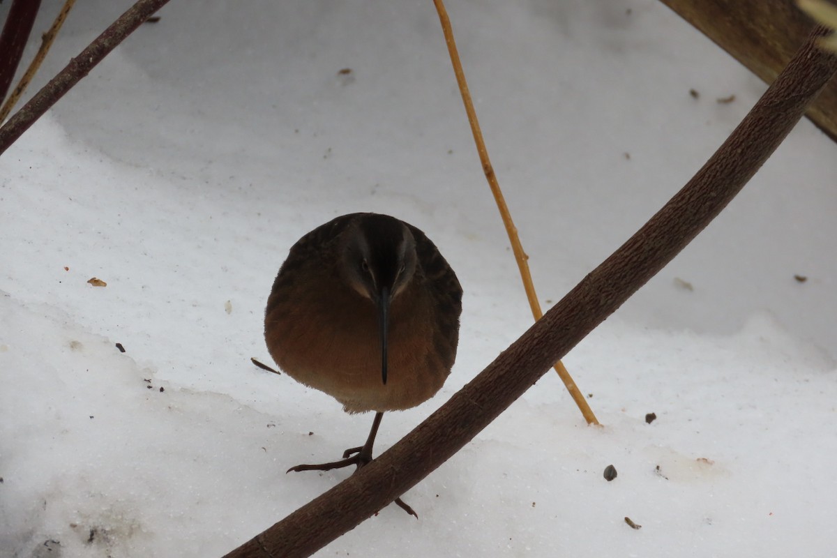 Virginia Rail - ML647634132
