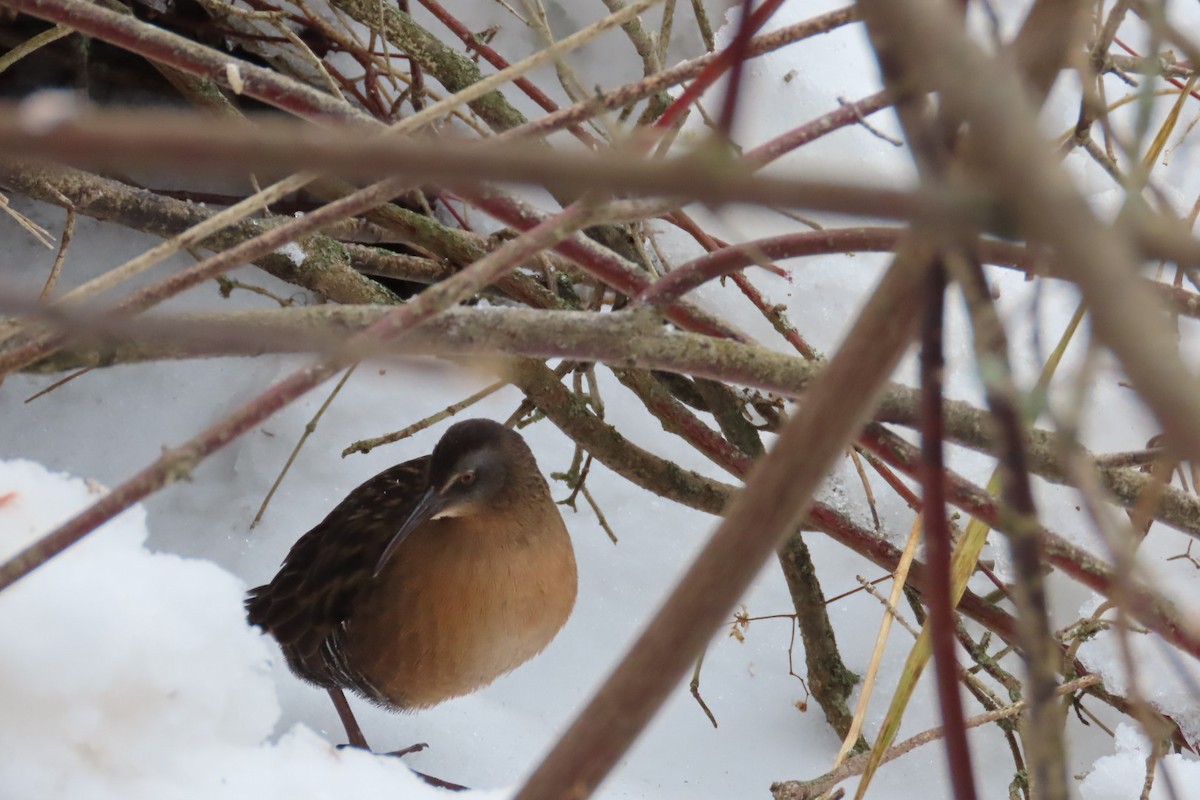 Virginia Rail - ML647634133