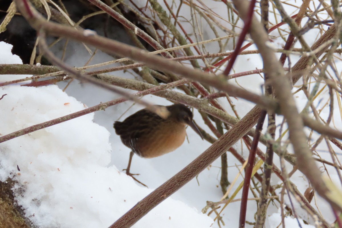 Virginia Rail - ML647634134