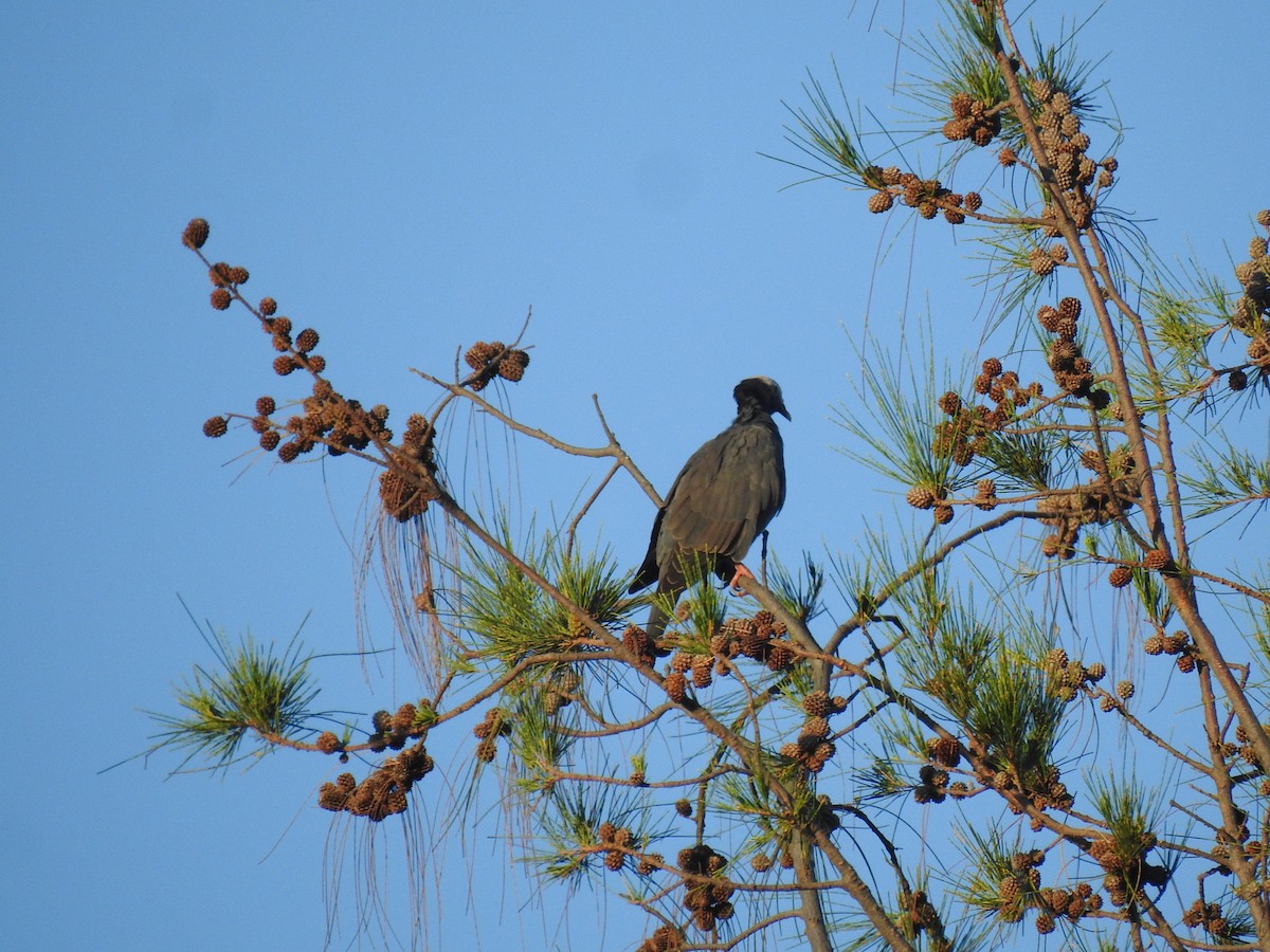 White-crowned Pigeon - ML647634144