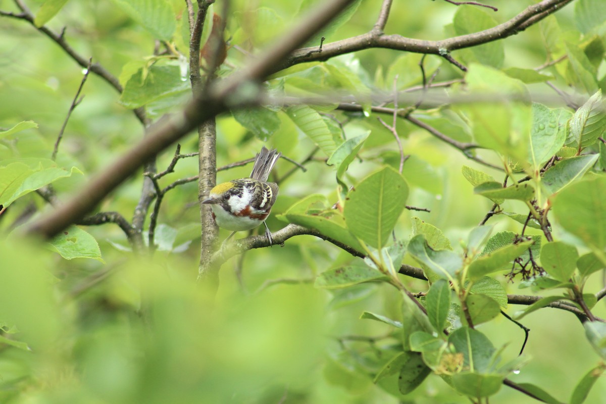 brunsideparula - ML647634150