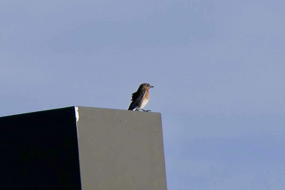 Eastern Bluebird - ML647634162