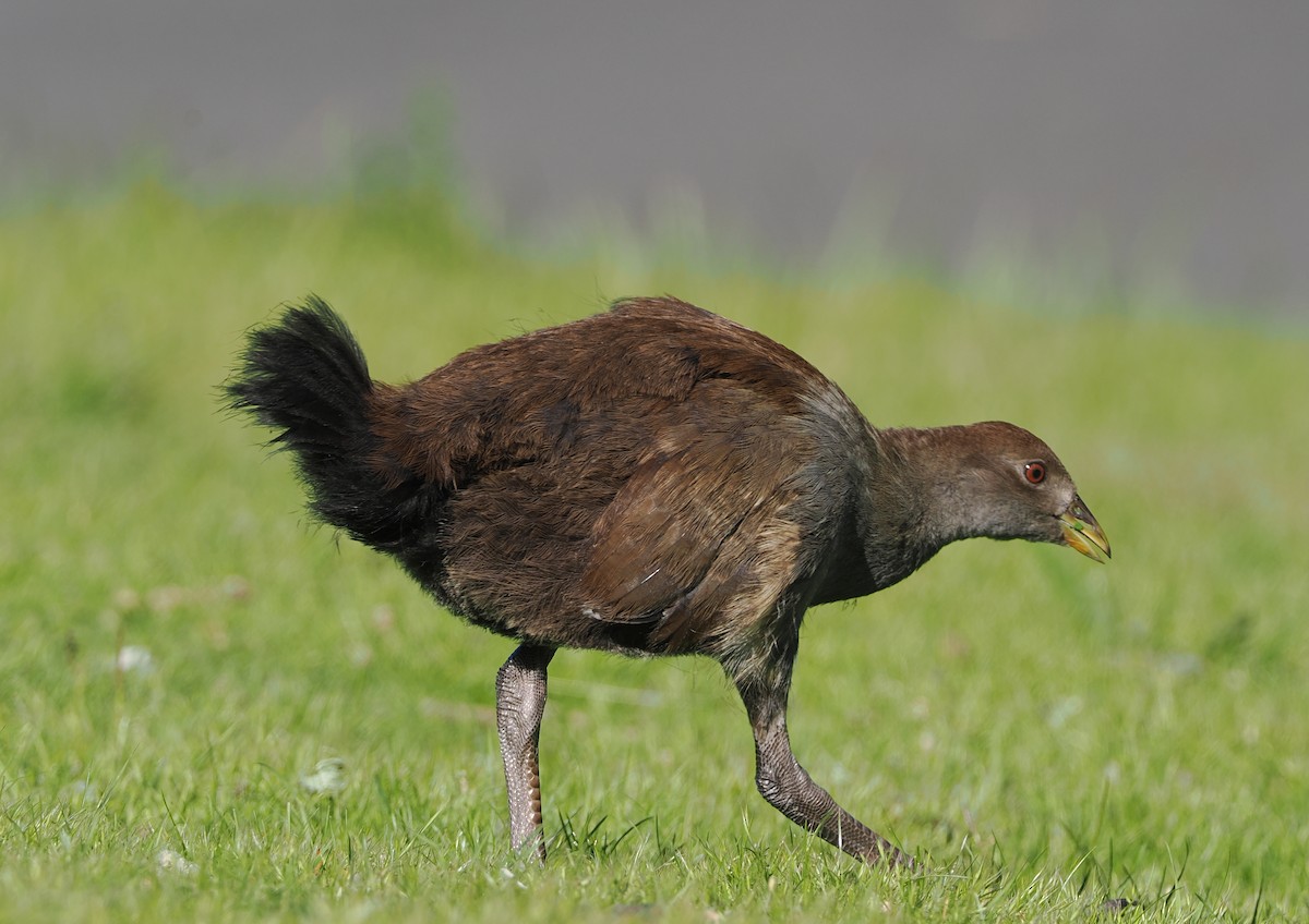 Tasmanian Nativehen - ML647634187